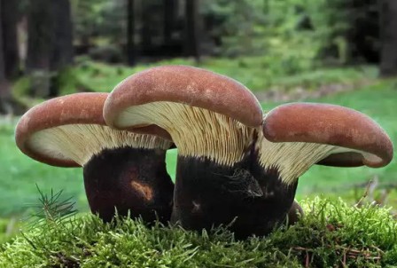    Paxillus atrotomentosus